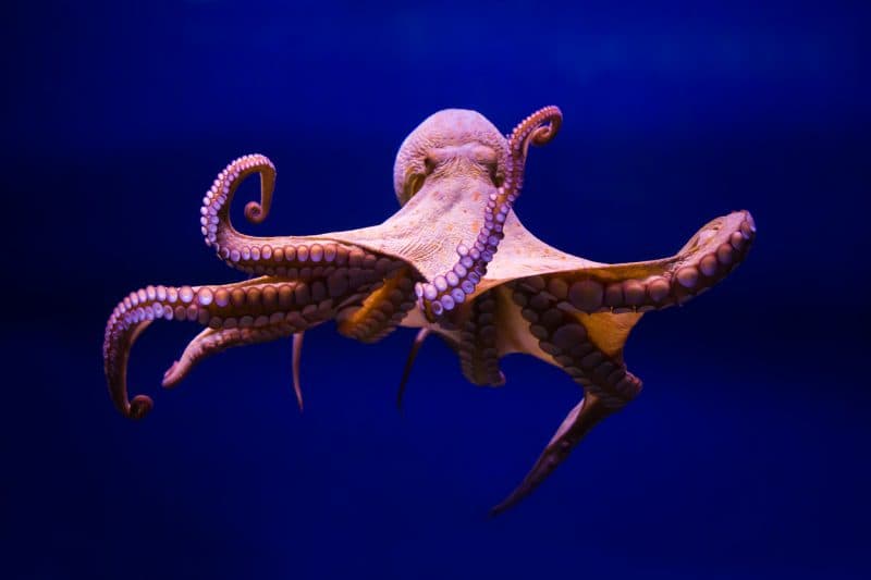 Tentacles of '0ktapus' Threat Group Victimize 130 Firms