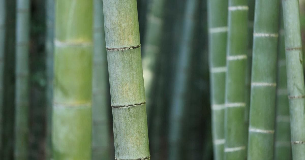 The Ninja Creami Just Hit an All-Time Low Price for Prime Day — Here's Why You Should Grab One